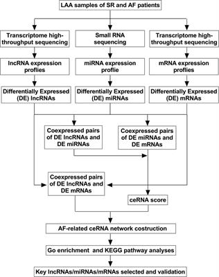 Frontiers Integrated Analysis Of The Lncrna Mirna Mrna Network Based